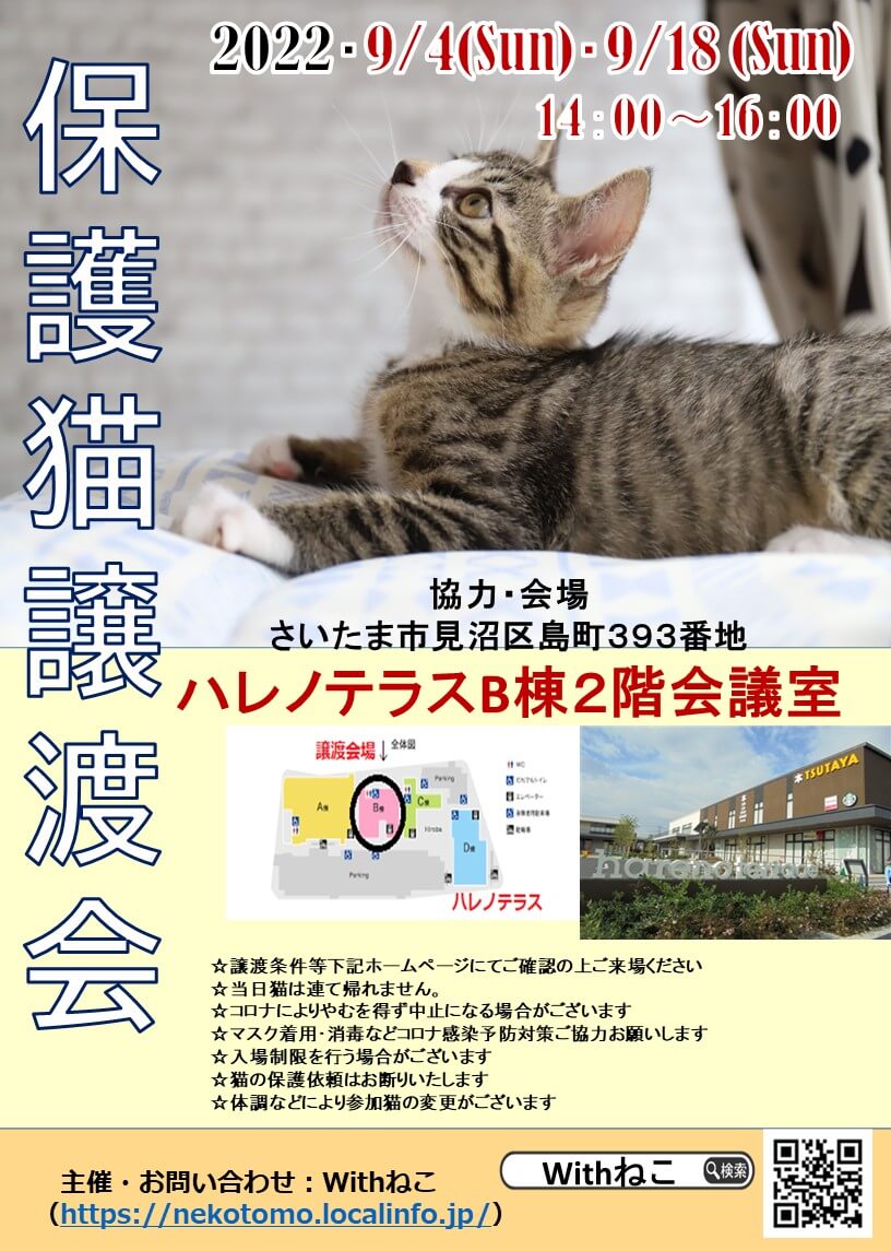 【こねこがいっぱい】9/4(日)ハレノテラス保護猫譲渡会