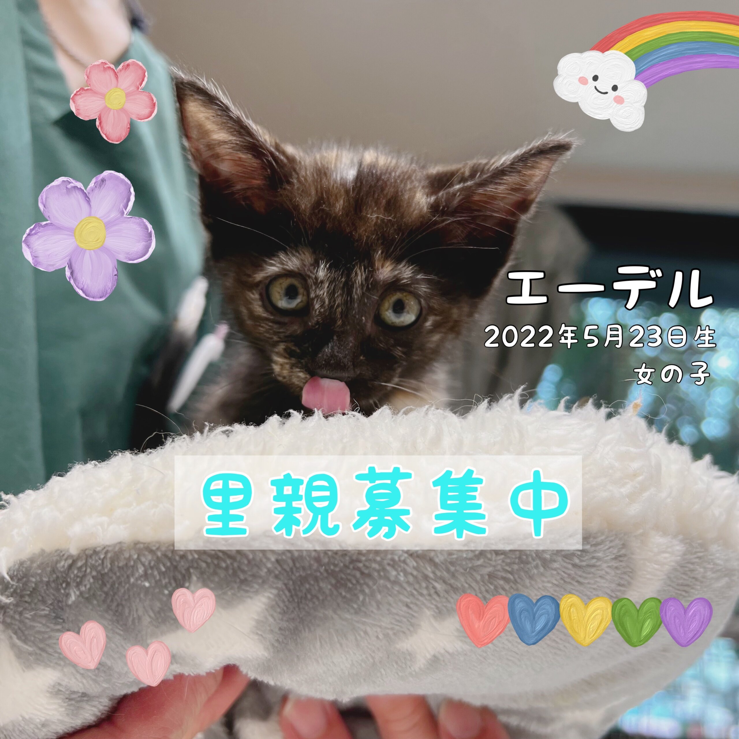 困り顔のおっとり仔猫ちゃん里親募集中！