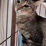 守ってあげたいほんわか可愛いペリエ！