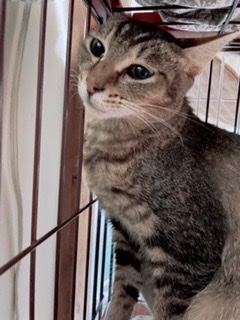 守ってあげたいほんわか可愛いペリエ！