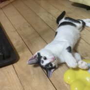 4ヶ月前後の男の子