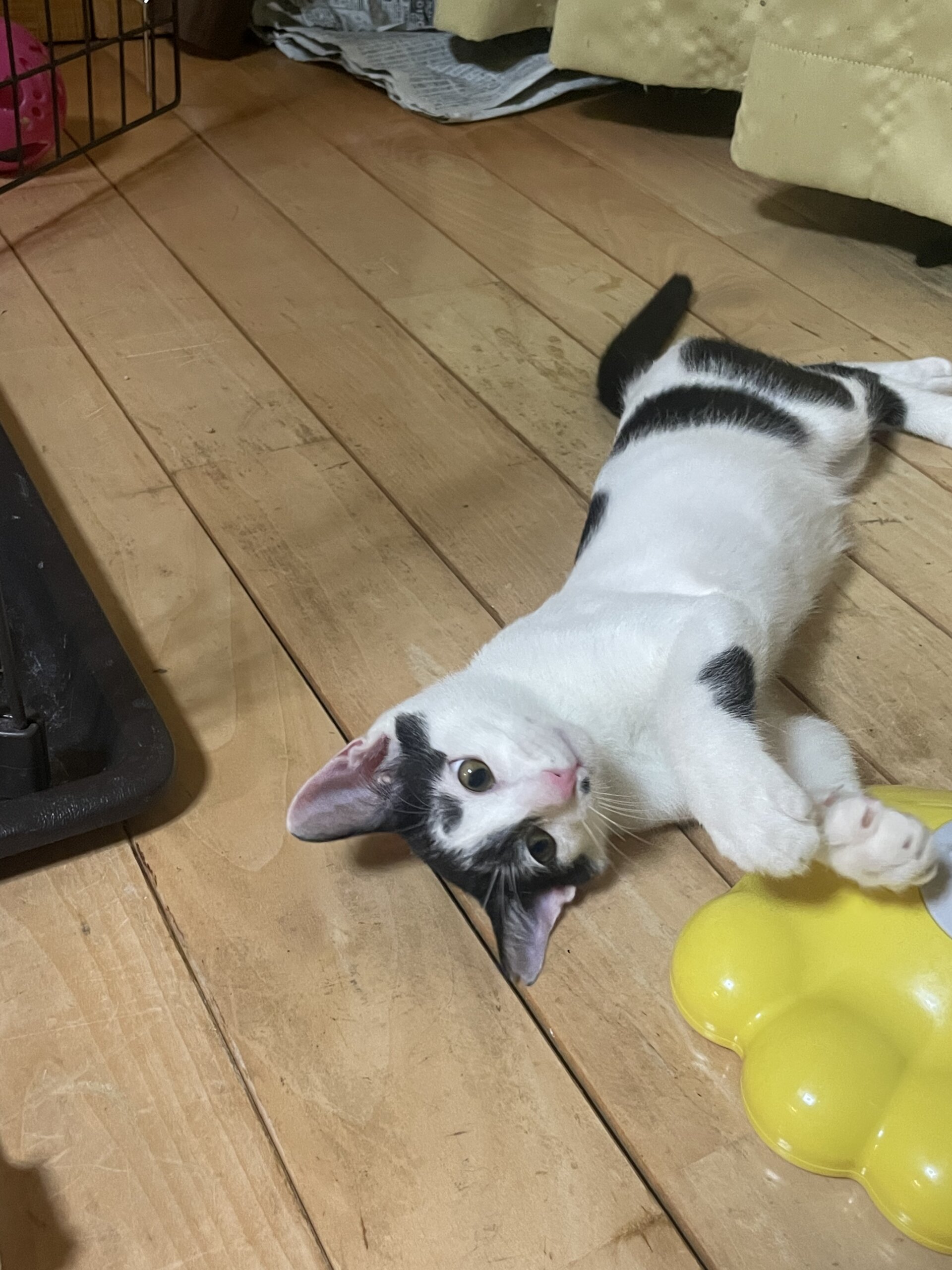 4ヶ月前後の男の子