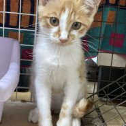 生後3〜4ヶ月の子猫（男の子）