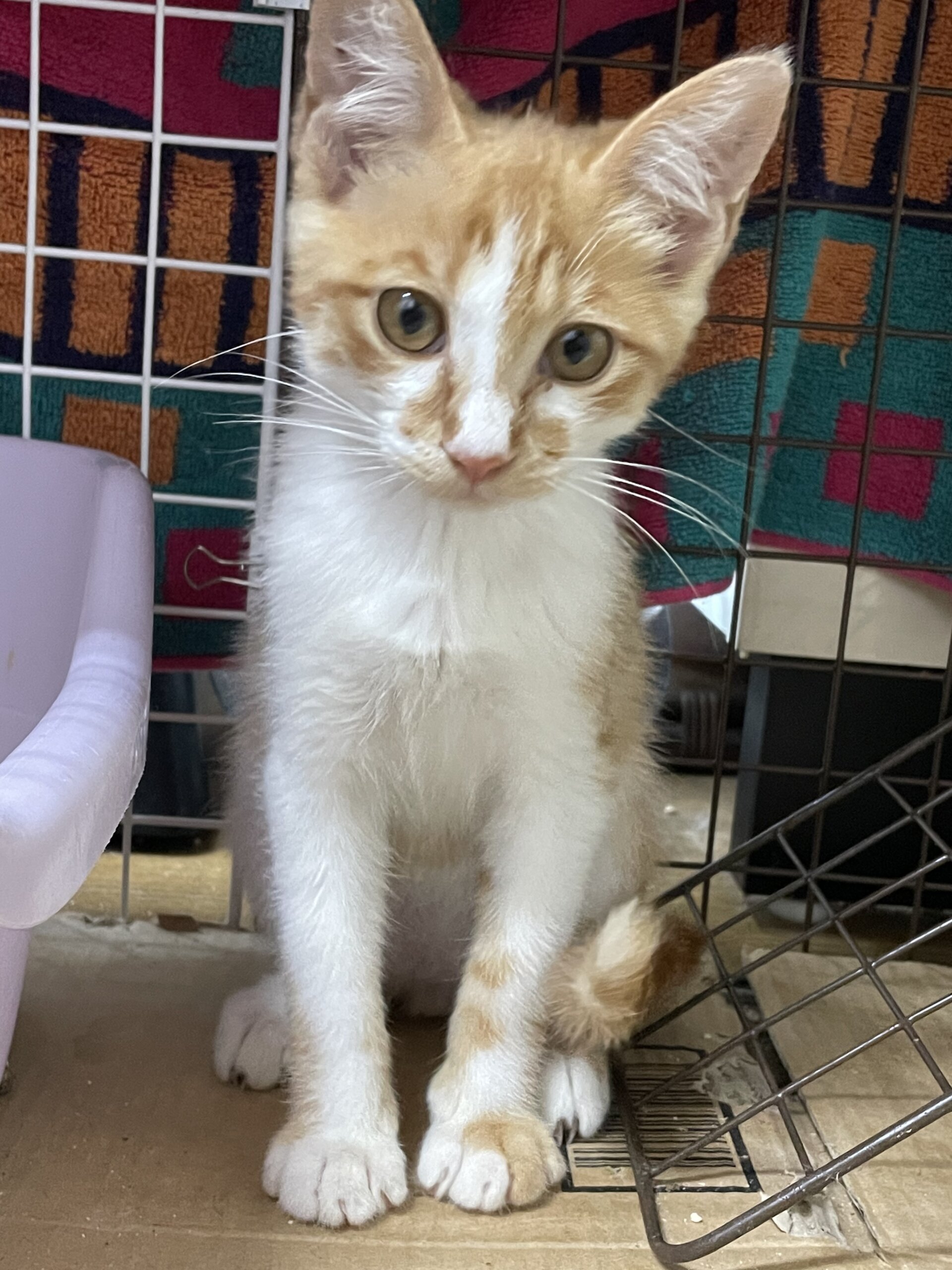 生後3〜4ヶ月の子猫（男の子）