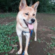 石垣島生まれのエネルギッシュな腕白坊や