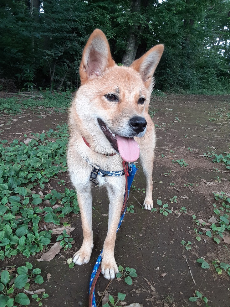 石垣島生まれのエネルギッシュな腕白坊や