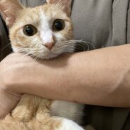 人も猫も大好きな可愛い茶白子猫ちゃん！