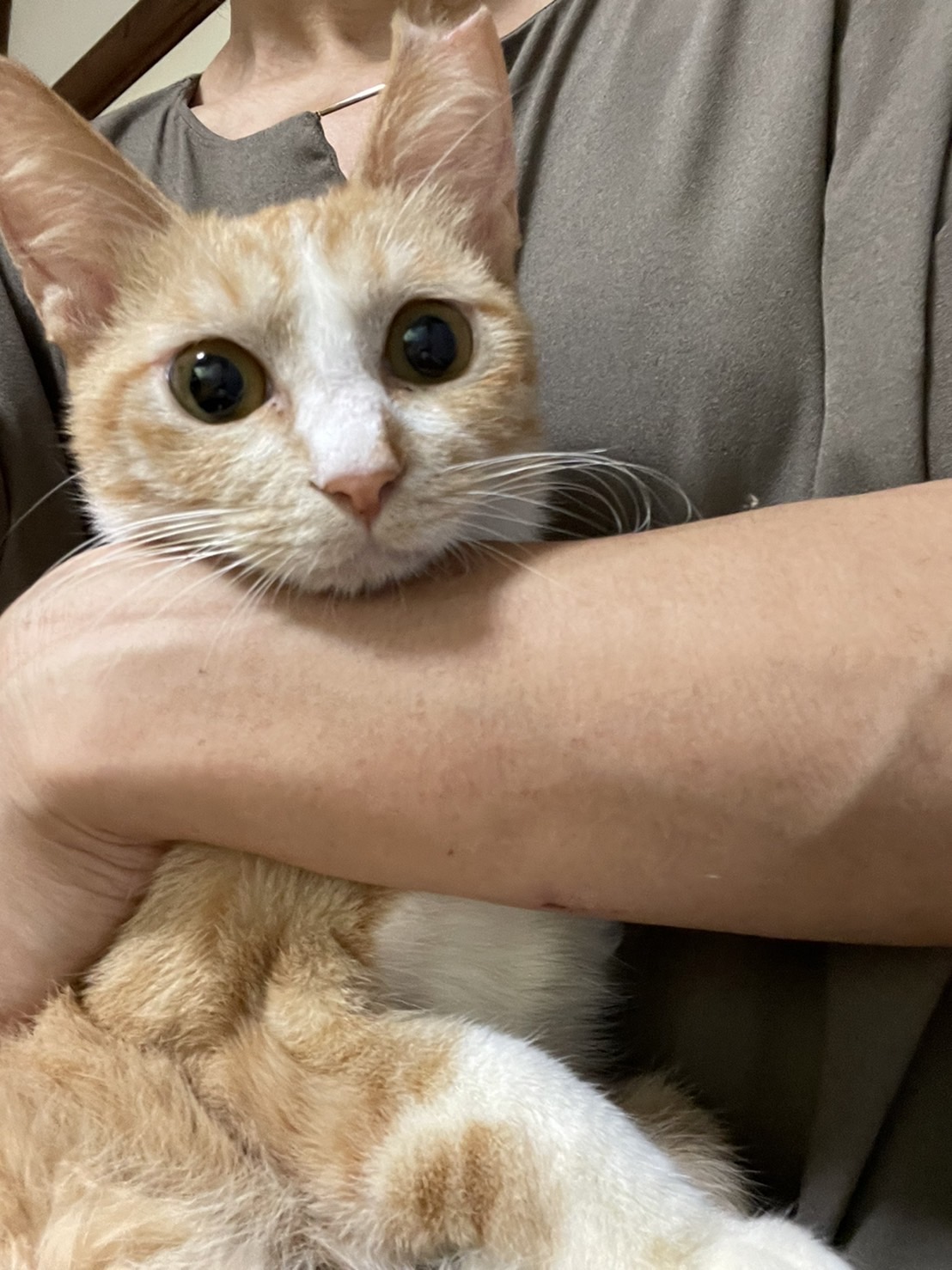 人も猫も大好きな可愛い茶白子猫ちゃん！
