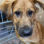 ずっとのおうちを探しています♂テイルズ