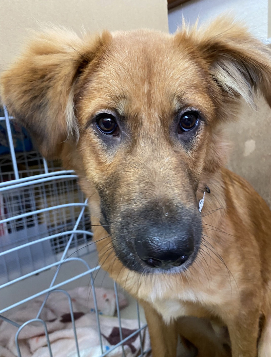 ずっとのおうちを探しています♂テイルズ