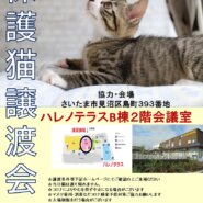 【こねこがいっぱい】9/18(日)ハレノテラス保護猫譲渡会