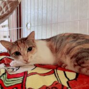 おとなしくてとても可愛いナッツ！