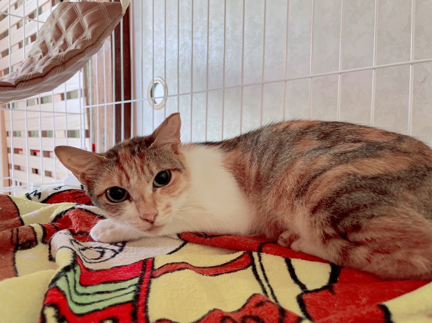 おとなしくてとても可愛いナッツ！