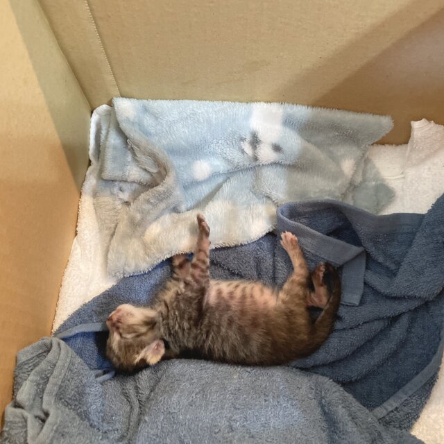 大至急！！ミルクボランティアさん募集！