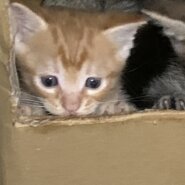 生まれて30日の茶トラです。