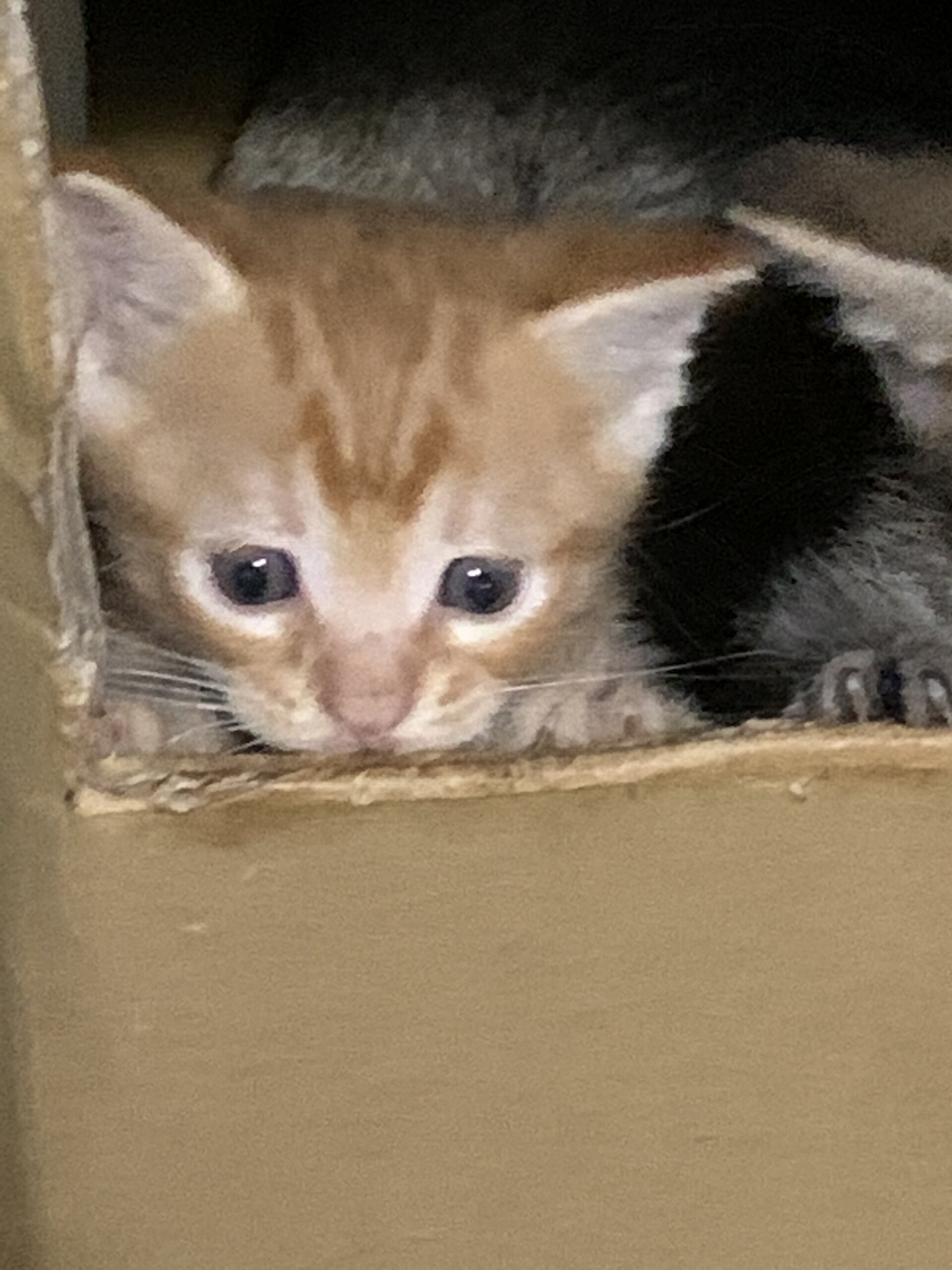 生まれて30日の茶トラです。