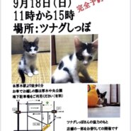 猫のツムグ小さな譲渡会