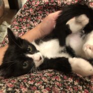 性格花丸の穏やか白黒子猫のセイヤ！