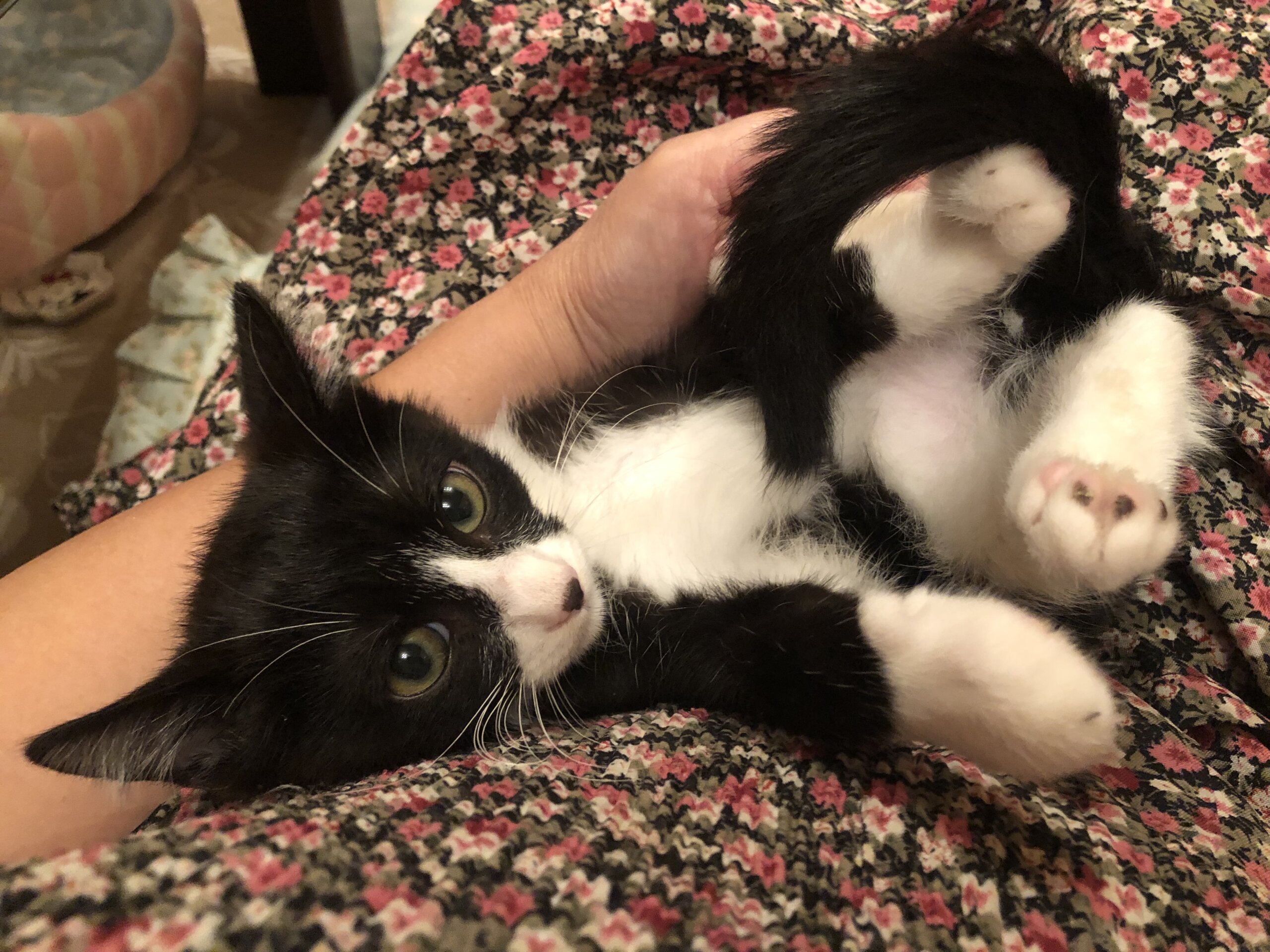 性格花丸の穏やか白黒子猫のセイヤ！