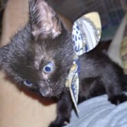 生後２ヶ月の子猫です。