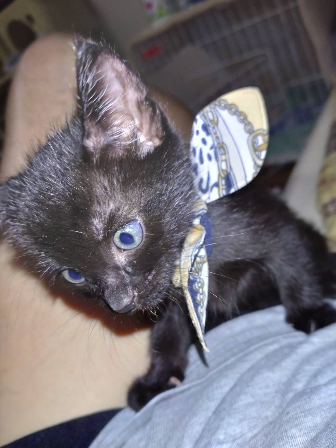 生後２ヶ月の子猫です。