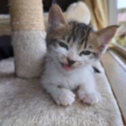 生後２ヶ月の子猫です。