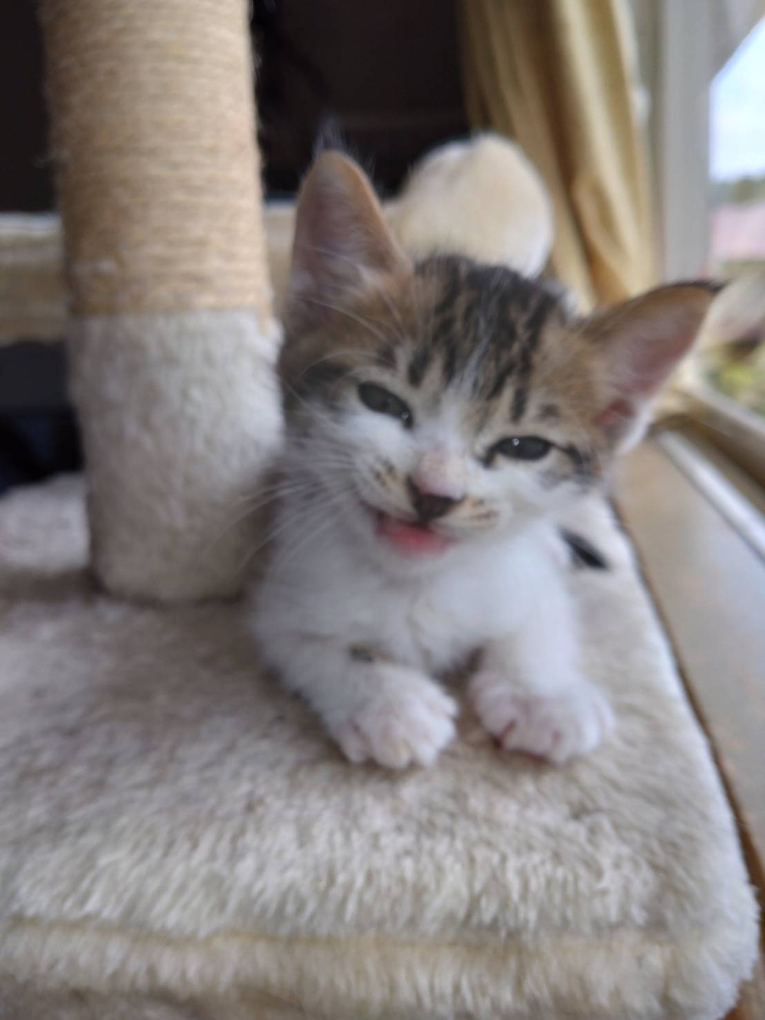 生後２ヶ月の子猫です。