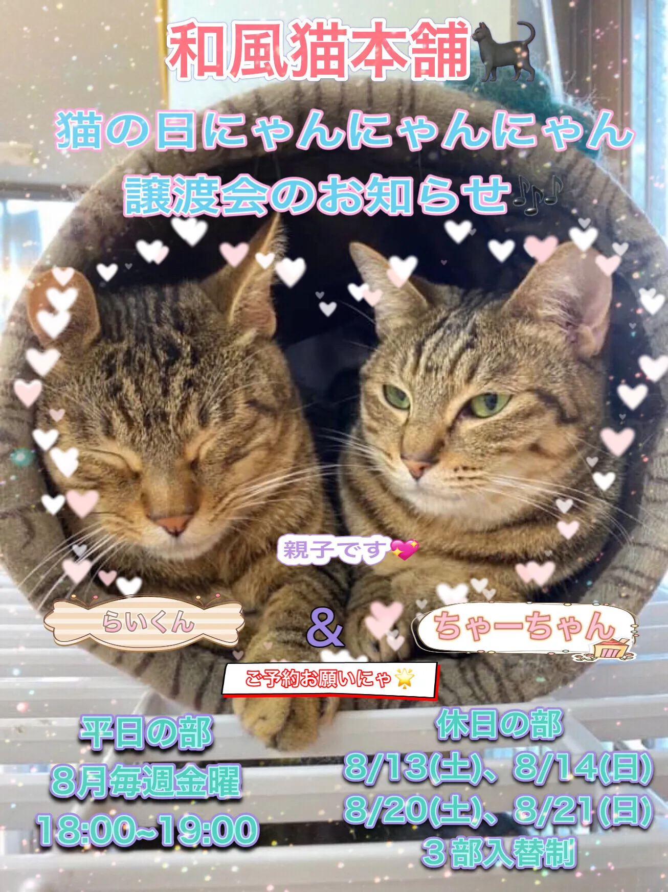 和風猫本舗にゃんにゃん譲渡会