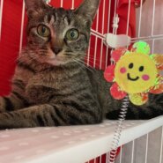 とても可愛いキジトラのシャリーちゃん！