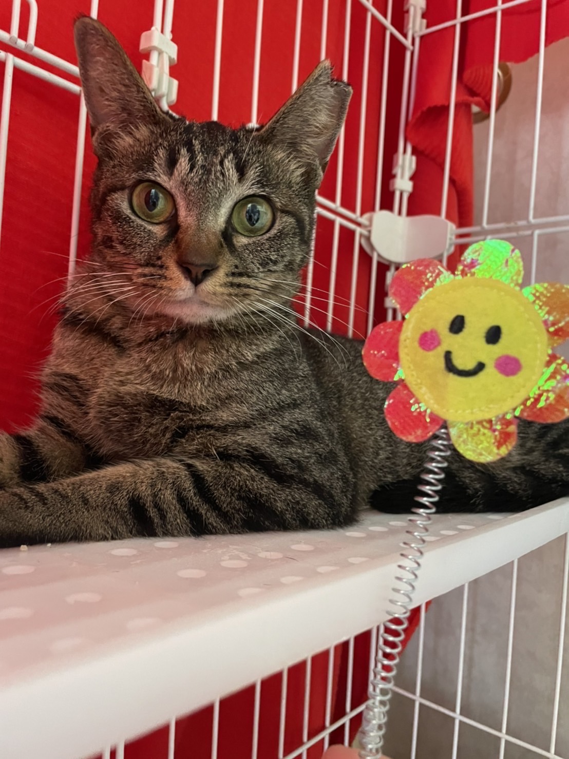 とても可愛いキジトラのシャリーちゃん！