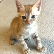 ママは人間。慣れ慣れ茶トラ♂