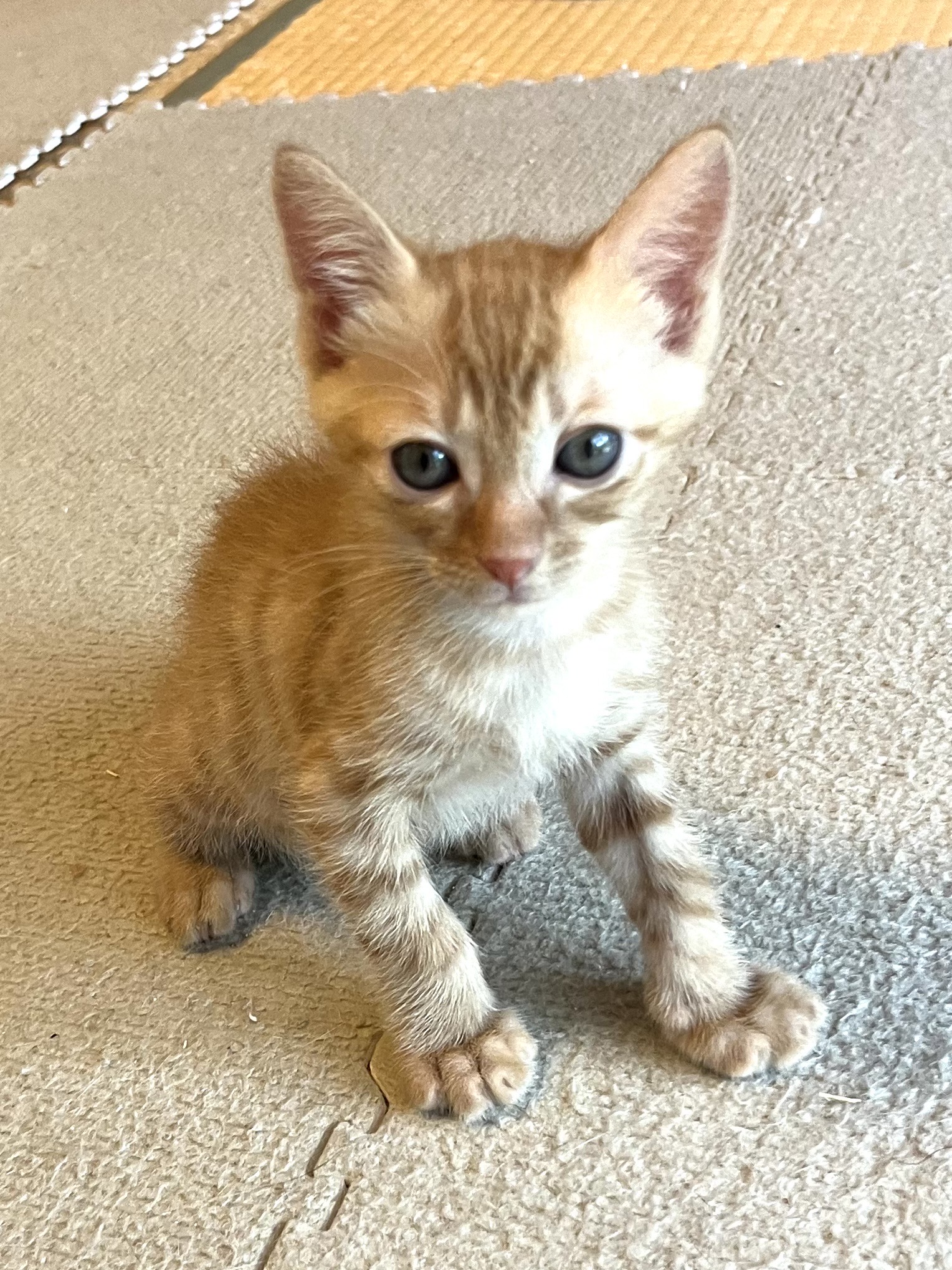 ママは人間。慣れ慣れ茶トラ♂