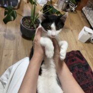 イケニャン白黒子猫のオレオ！