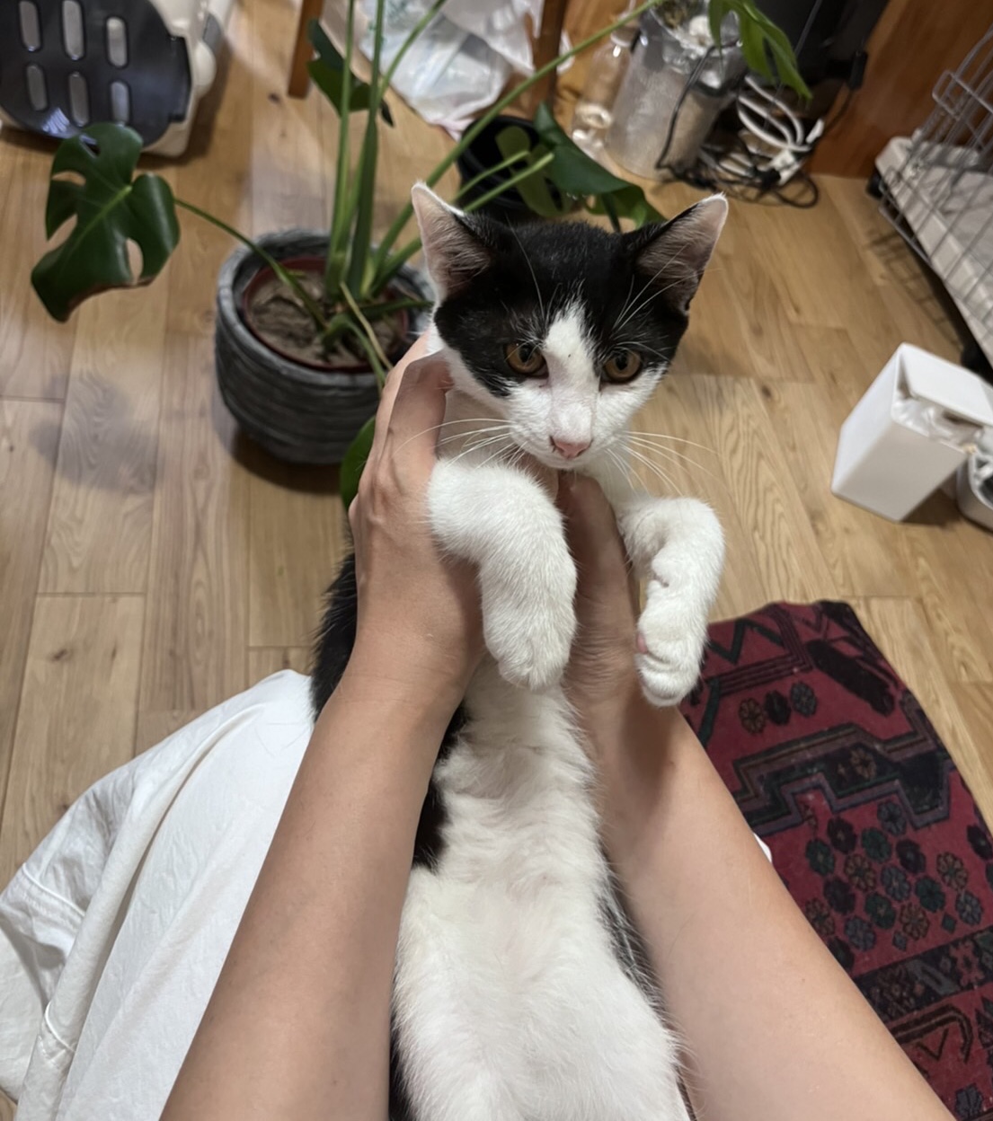 イケニャン白黒子猫のオレオ！