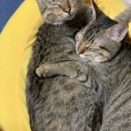 【沖縄から発信】多頭飼育崩壊宅からレスキュー