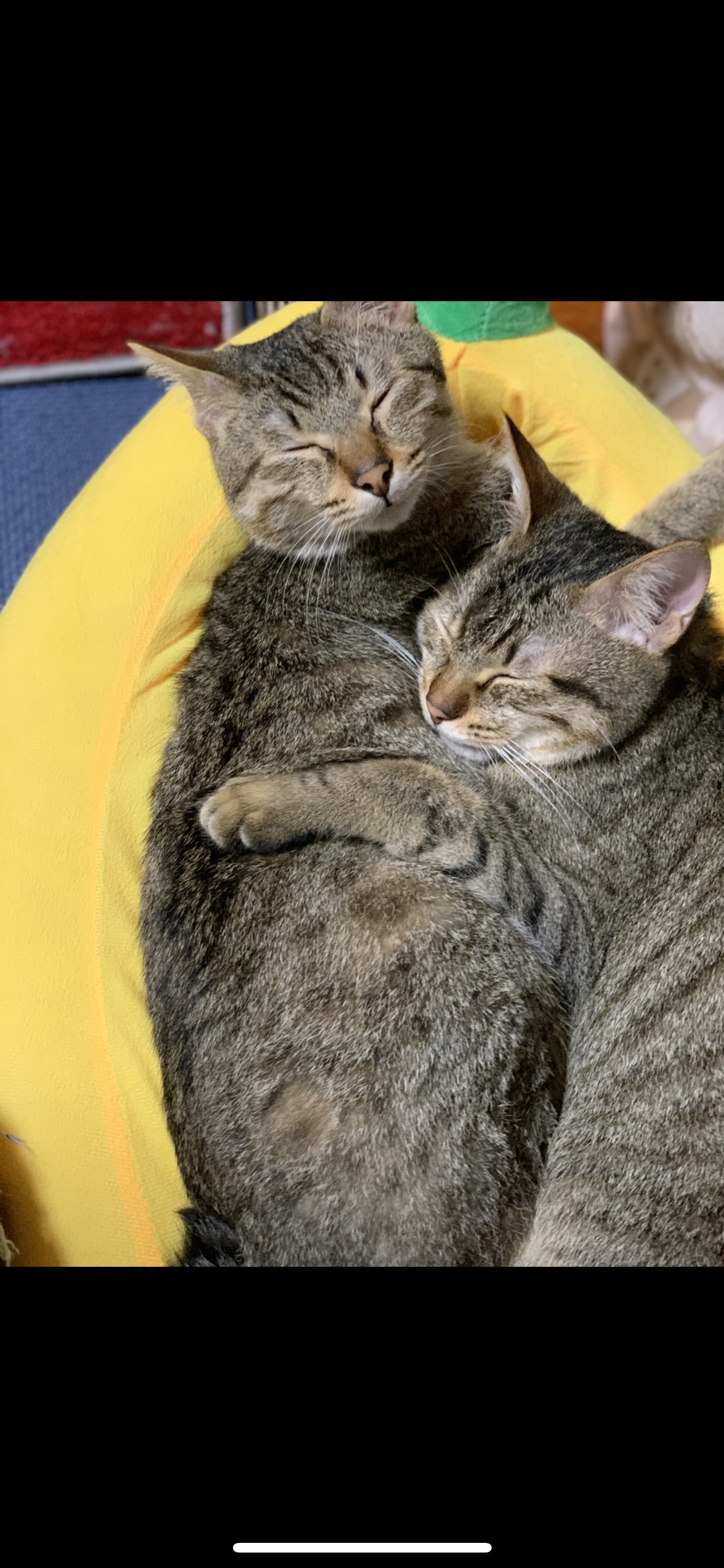 【沖縄から発信】多頭飼育崩壊宅からレスキュー