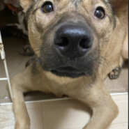 ずっとのおうちを探しています♂テア