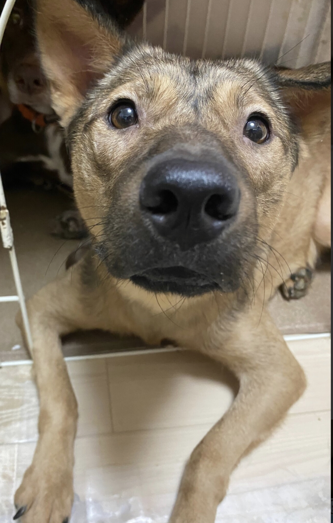 ずっとのおうちを探しています♂テア