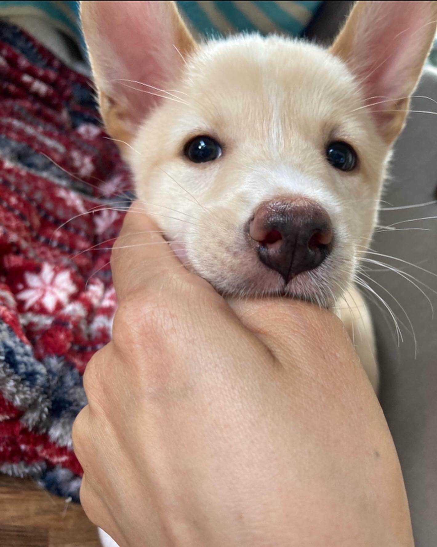 おっとりアナちゃん