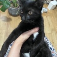 お腹が白くて可愛い黒猫子猫の海苔！