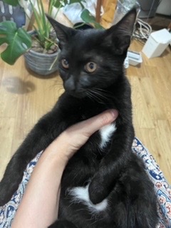 お腹が白くて可愛い黒猫子猫の海苔！