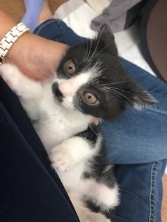 チャーミングな白黒子猫のチャップリン！