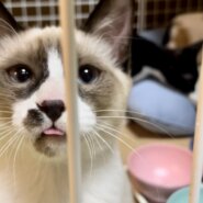 生後4ヶ月前後の男の子