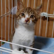 お目目が大きくとても可愛いチャチャ！