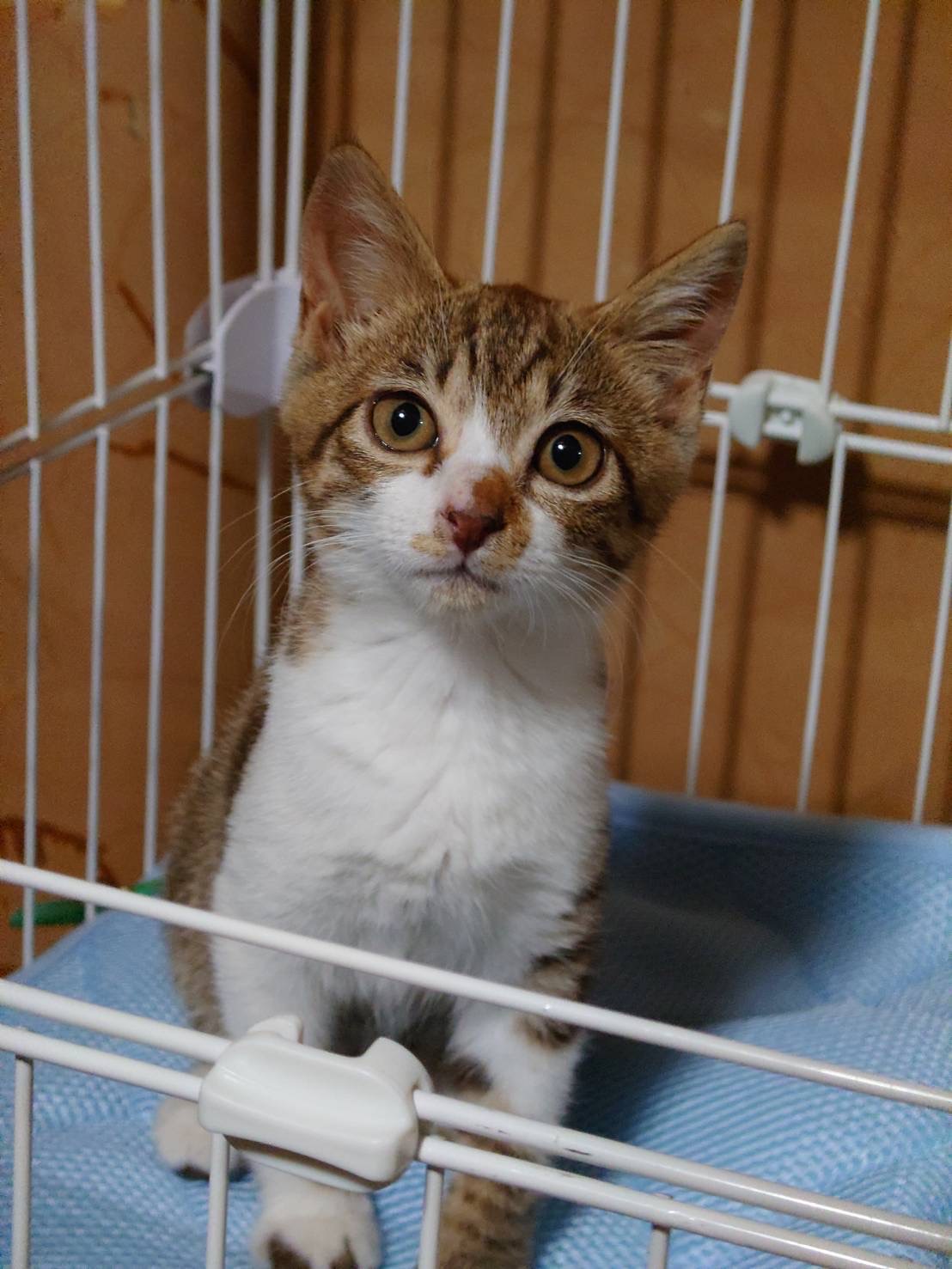 お目目が大きくとても可愛いチャチャ！