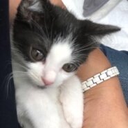 女王タイプの可愛い白黒子猫ちゃん！