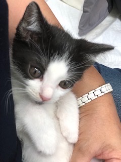 女王タイプの可愛い白黒子猫ちゃん！