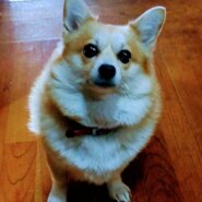 4才9ヶ月のポメコギの女の子