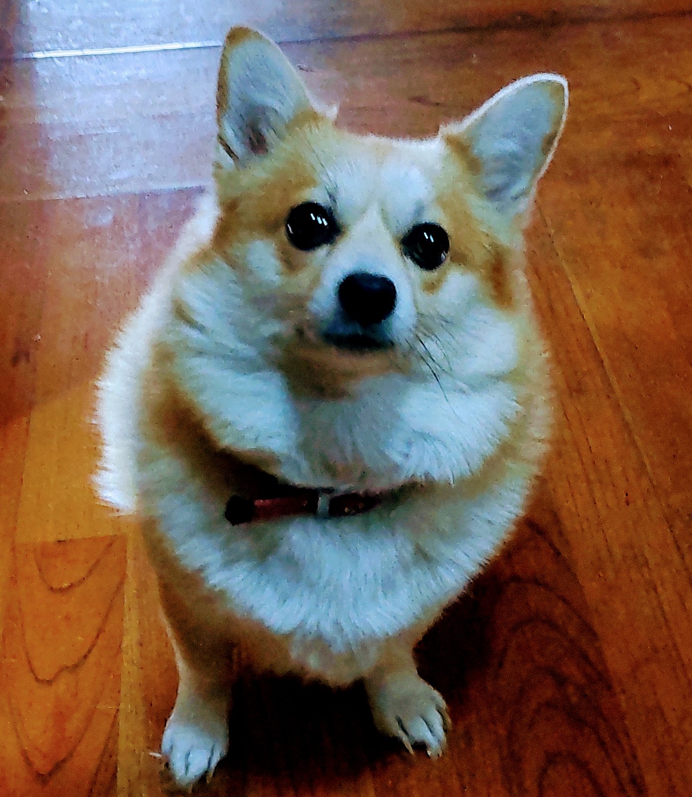 4才9ヶ月のポメコギの女の子