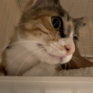 お目目パッチリの可愛い女の子クルミ！